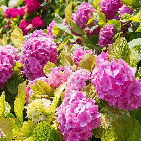 Apartman Ani Veli Lošinj