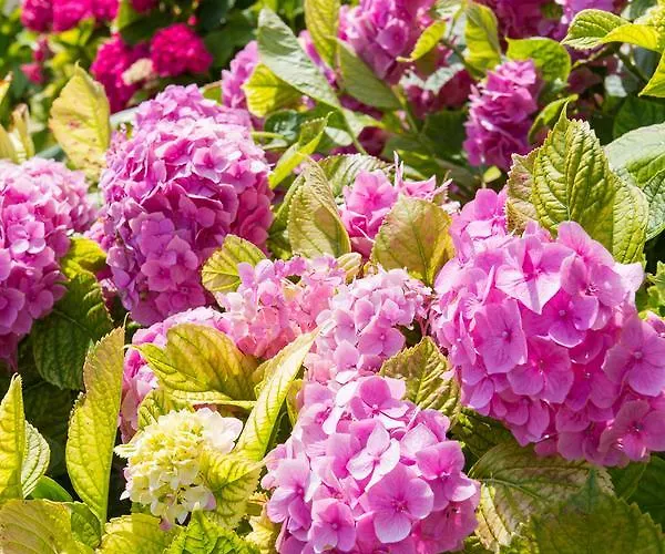 Apartment Ani Veli Lošinj