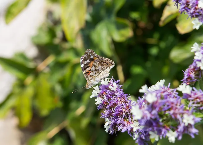 Apartment Ani Veli Lošinj