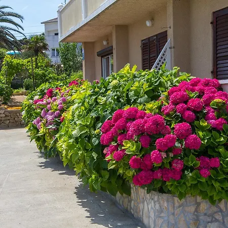Ani Veli Losinj