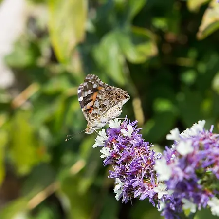 Apartment Ani Veli Losinj